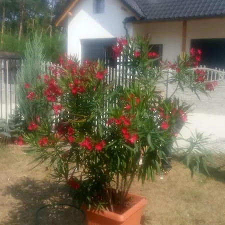 Boszkowianka *